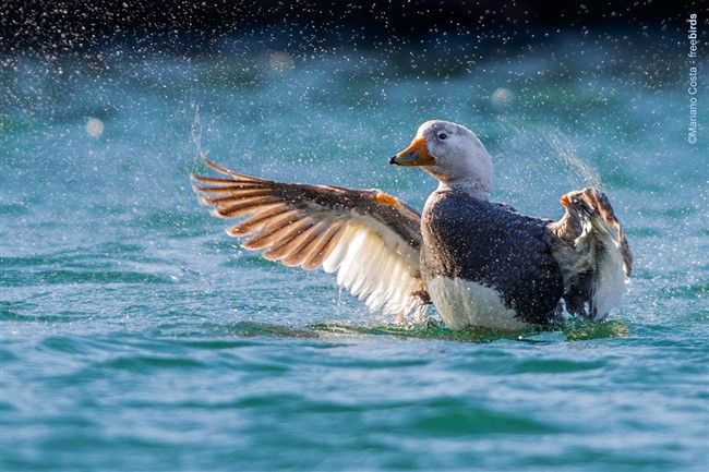 Image title Image description